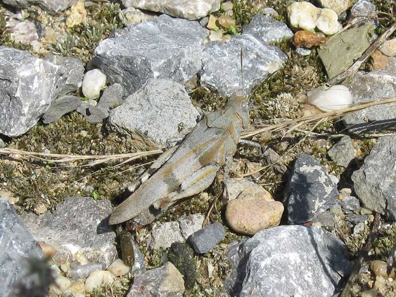 Blauflügelige Ödlandschrecke (Blue-winged Grasshopper, Oedipoda caerulescens); Foto: 15.08.2009, Königshovener Höhe, Nähe Grevenbroich