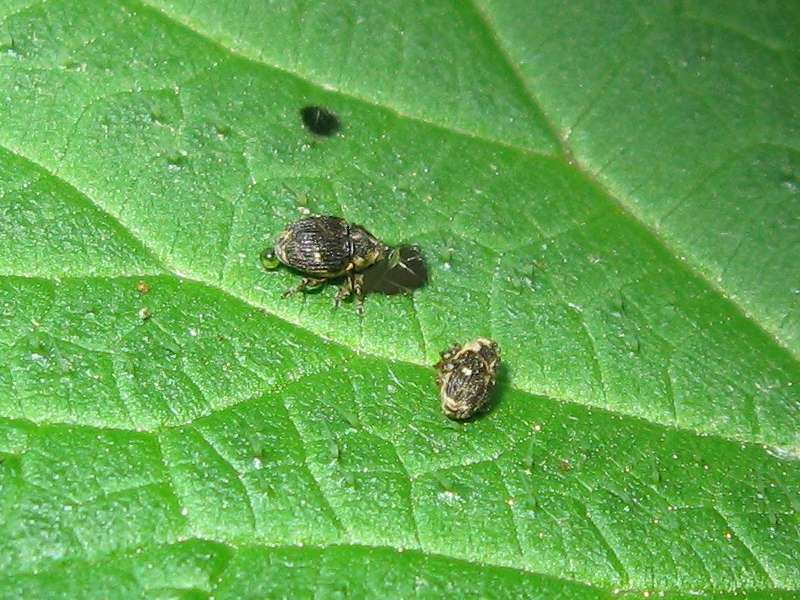 Brennnesselrüssler (Small Nettle Weevil, Nedyus quadrimaculatus); Foto: 08.05.2010, Düsseldorf-Ludenberg