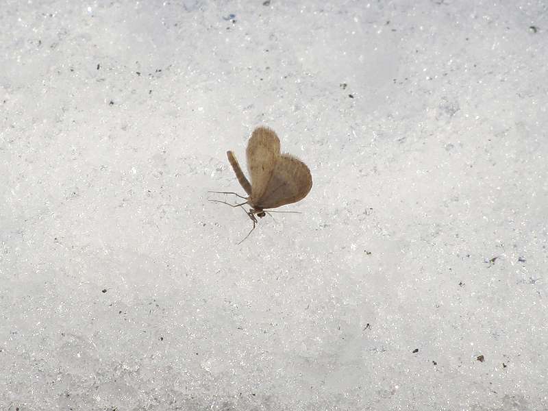 Männlicher Buchen-Frostspanner (Northern Winter Moth, Operophtera fagata); Foto 02.01.2011, Düsseldorf-Ludenberg