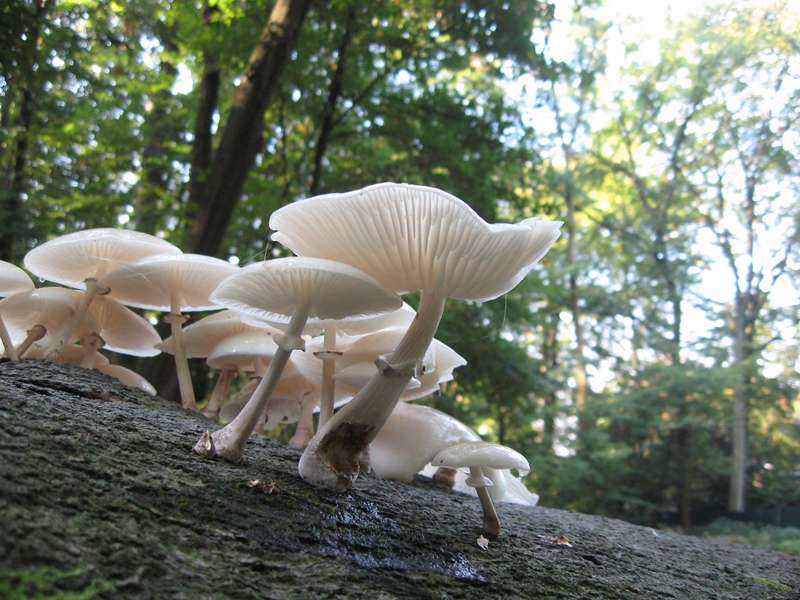 Buchenschleimrübling (Porcelain Mushroom, Oudemansiella mucida); Foto: 27.09.2009, Düsseldorf-Ludenberg