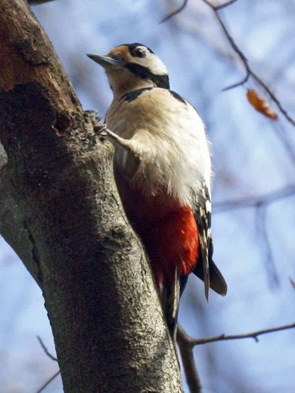 Buntspecht (Great Spotted Woodpecker, Dendrocopos major); Foto: 13.03.2009, Düsseldorf-Grafenberg