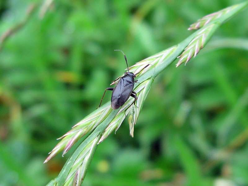 Männliche Schwarzrote Weichwanze (Black Plant Bug, Capsus ater); Foto: 26.06.2011, Düsseldorf-Ludenberg
