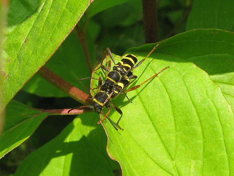 Echte Widderböcke (Wasp Beetle, Clytus arietis) bei der Paarung; Foto: 21.05.2011, Düsseldorf-Hubbelrath