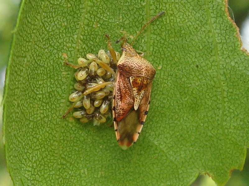 Fleckige Brutwanze (Parent Bug, Elasmucha grisea), Weibchen mit Nymphen; Foto: 21.05.2011, Düsseldorf-Hubbelrath