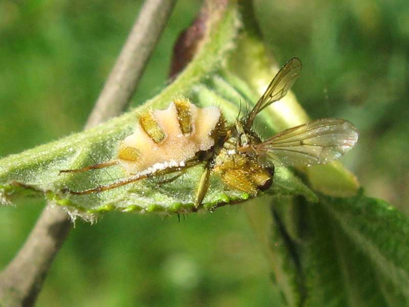 Fliegentöter (Fly Killer, Entomophthora muscae); Foto: 10.04.2011, Düsseldorf-Ludenberg
