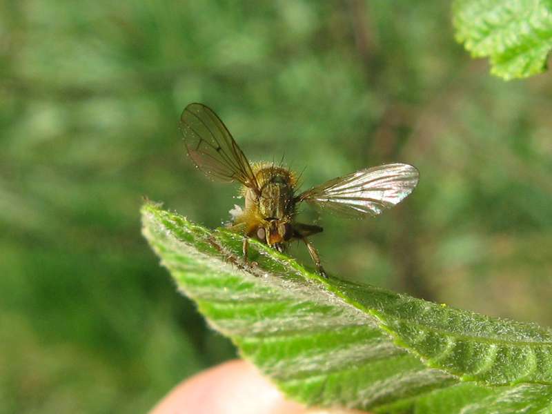 Fliegentöter (Fly Killer, Entomophthora muscae); Foto: 10.04.2011, Düsseldorf-Ludenberg