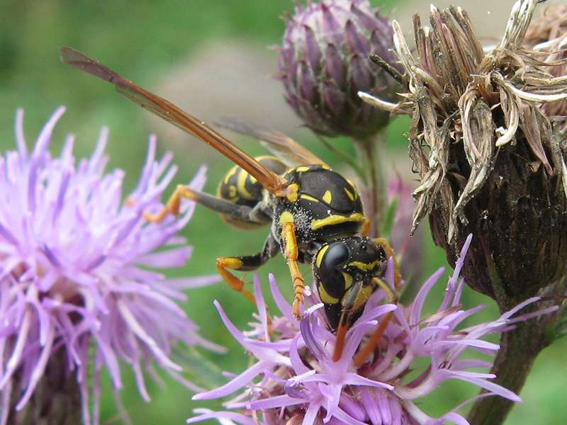 Gallische Feldwespe (European Paper Wasp, Polistes dominula); Foto: 01.08.2010, Düsseldorf-Ludenberg