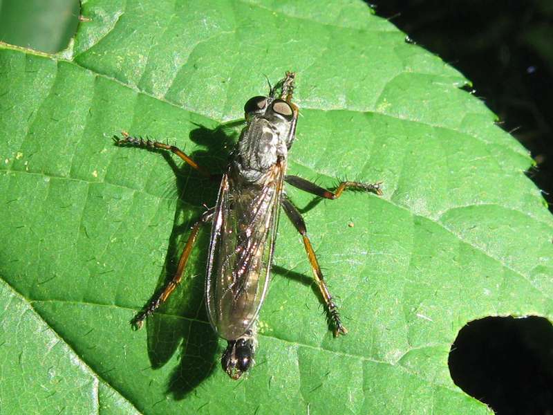Männliche Garten-Raubfliege (Robber Fly, Neomochtherus geniculatus); Foto: 07.08.2010, Düsseldorf-Rath