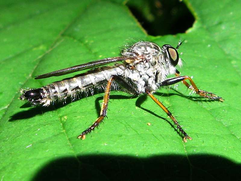 Männliche Garten-Raubfliege (Robber Fly, Neomochtherus geniculatus); Foto: 07.08.2010, Düsseldorf-Rath