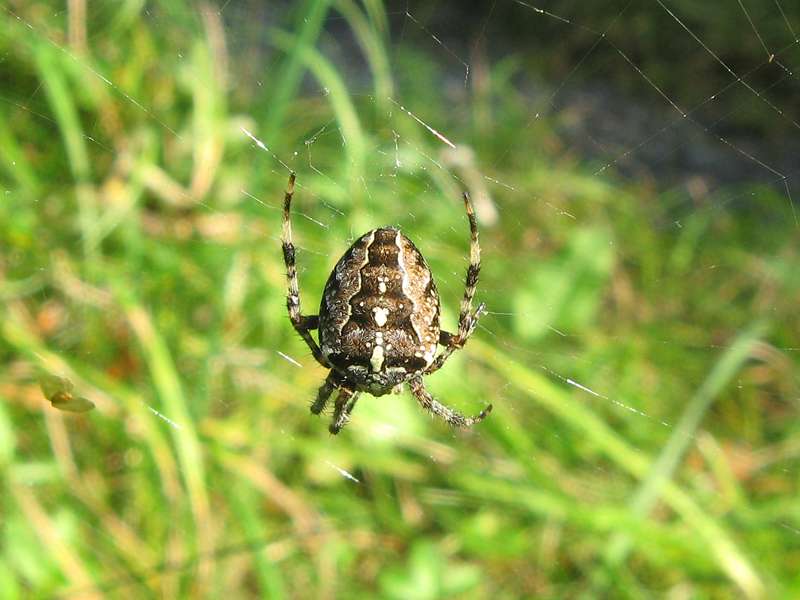 Weibliche Gartenkreuzspinne (European Garden Spider, Araneus diadematus); Foto: 03.10.2010, Düsseldorf-Ludenberg