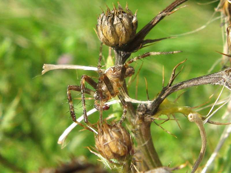 Männliche Gartenkreuzspinne (European Garden Spider, Araneus diadematus); Foto: 13.09.2010, Düsseldorf-Ludenberg