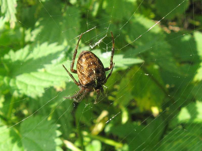 Weibliche Gartenkreuzspinne (European Garden Spider, Araneus diadematus); Foto: 10.07.2008, Erkrath-Reutersberg