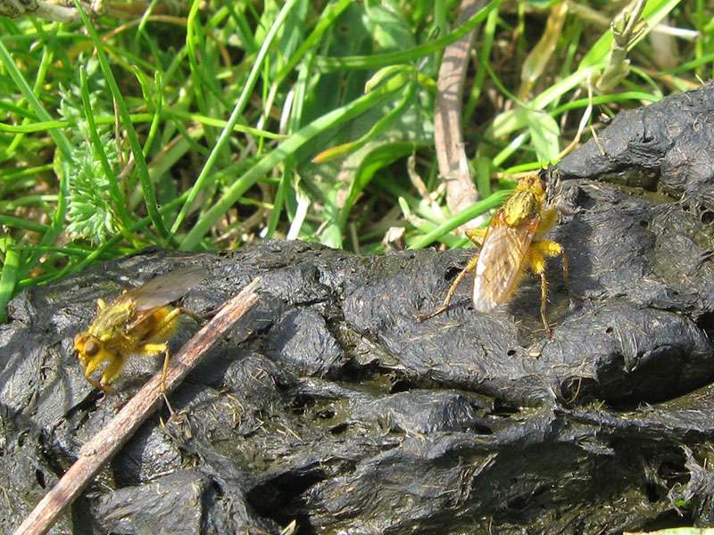 Gelbe Dungfliege (Common Yellow Dung Fly, Scathophaga stercoraria), zwei Männchen; Foto: 24.04.2010, Düsseldorf Hafen