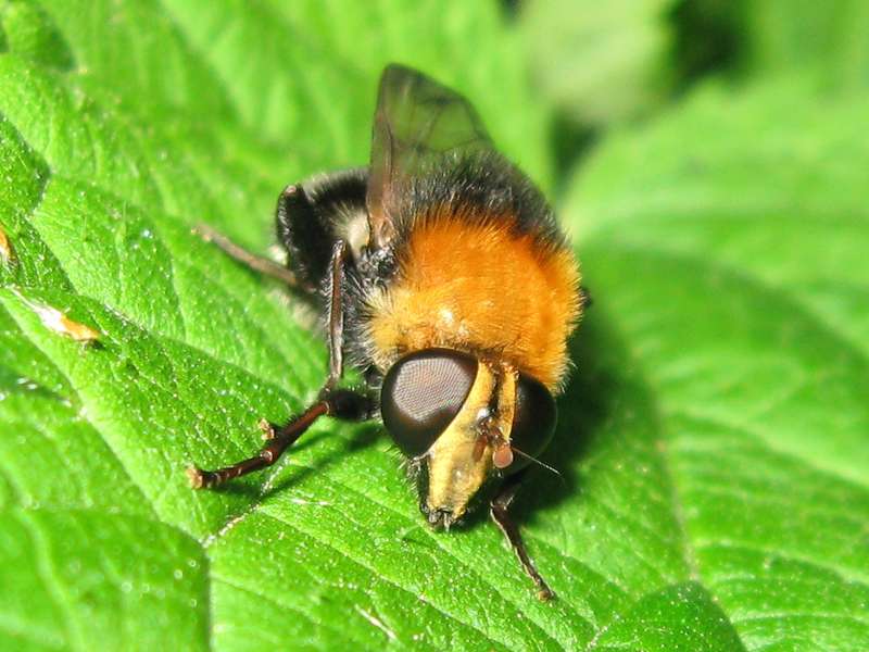Gemeine Pelzschwebfliege (Bumble bee-like Hoverfly, Criorhina berberina); Foto: 08.05.2010, Düsseldorf-Ludenberg