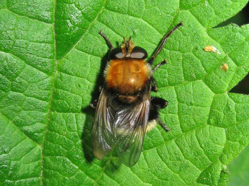 Gemeine Pelzschwebfliege (Bumble bee-like Hoverfly, Criorhina berberina); Foto: 08.05.2010, Düsseldorf-Ludenberg