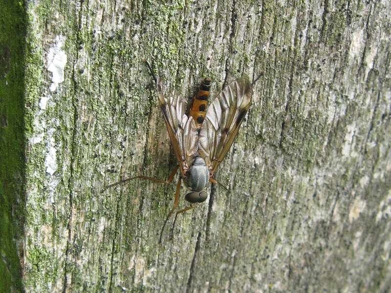 Gemeine Schnepfenfliege (Downlooker Snipefly, Rhagio scolopaceus); Foto: 14.05.2011, Düsseldorf-Ludenberg