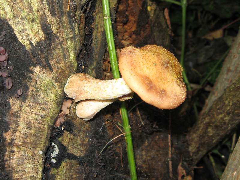 Gemeiner Hallimasch (Honey Mushroom, Armillaria mellea); Foto: 03.10.2007, Erkrath-Millrath
