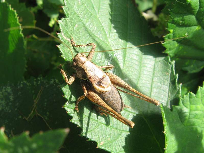 Männliche Gewöhnliche Strauchschrecke (Dark Bush-cricket, Pholidoptera griseoaptera); Foto: 11.09.2010, Düsseldorf-Himmelgeist
