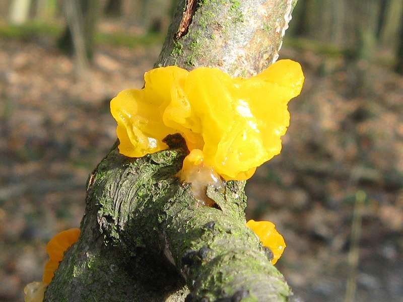 Goldgelber Zitterling (Yellow Brain Fungus, Tremella mesenterica); Foto: 14.03.2009, Düsseldorf-Ludenberg