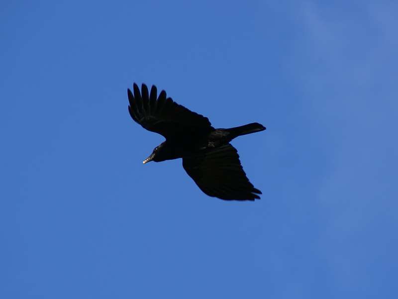 Rabenkrähe (Carrion Crow, Corvus corone); Foto: 27.10.2012, Greetsiel/Krummhörn