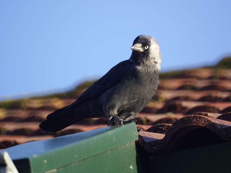 Dohle (Jackdaw, Corvus monedula); Foto: 28.10.2012, Greetsiel/Krummhörn