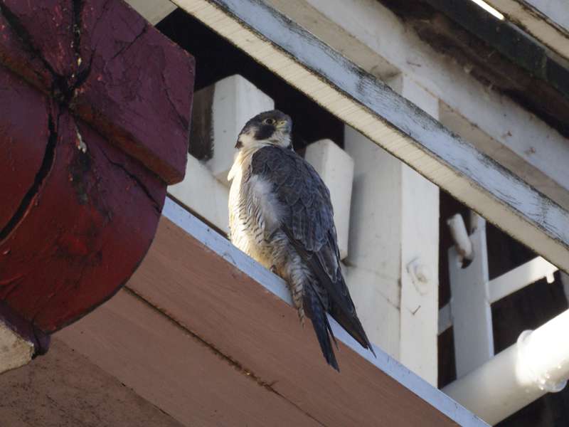 Wanderfalke (Peregrine Falcon, Falco peregrinus); Foto: 28.10.2012, Greetsiel/Krummhörn