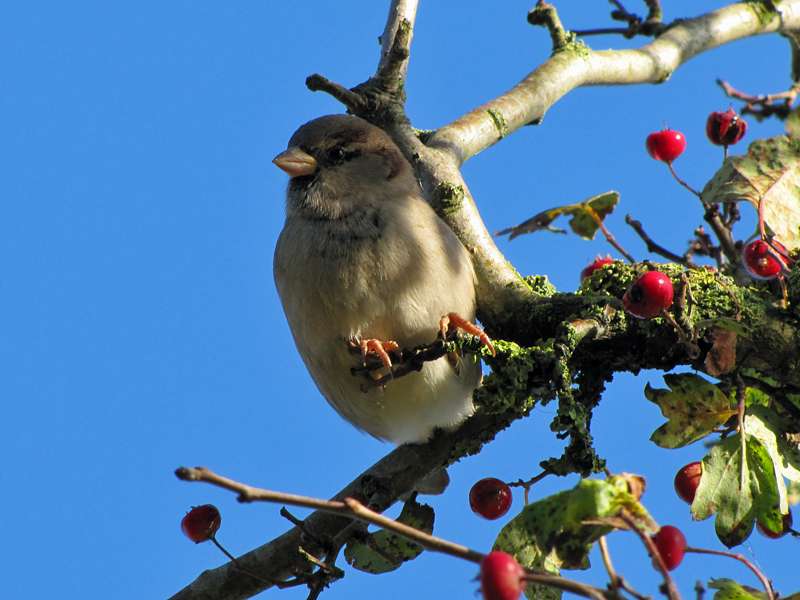 Weiblicher Haussperling (House Sparrow, Passer domesticus); Foto: 28.10.2012, Greetsiel/Krummhörn
