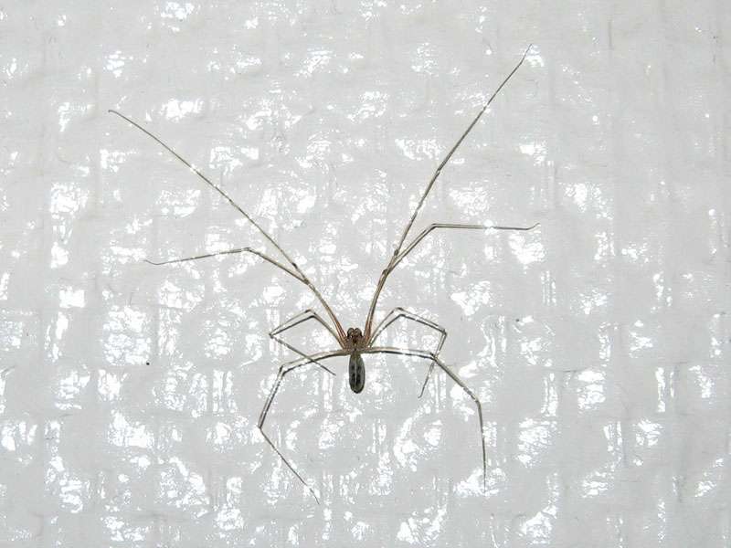 Große Zitterspinne (Long-bodied Cellar Spider, Pholcus phalangioides); Foto: 26.02.2009, Düsseldorf-Düsseltal