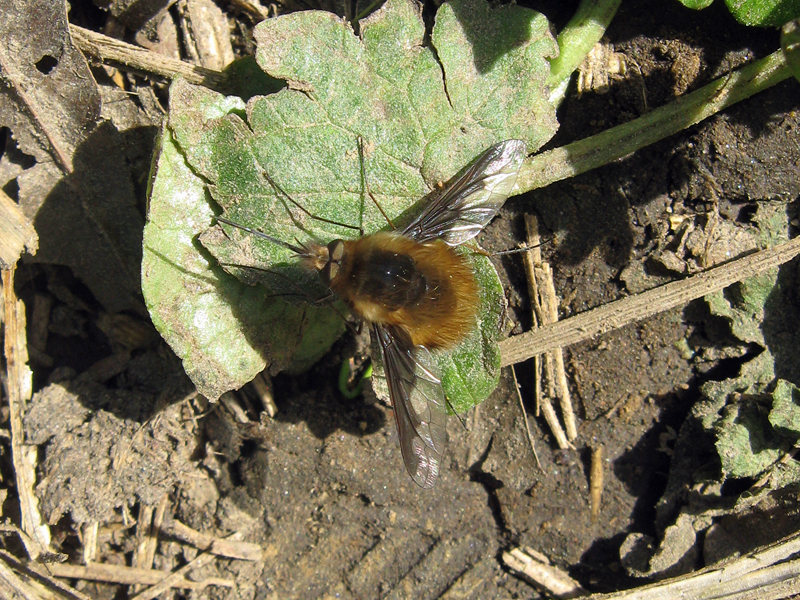 Großer Wollschweber (Large Bee Fly, Bombylius major); Foto: 09.04.2011, Düsseldorf-Ludenberg
