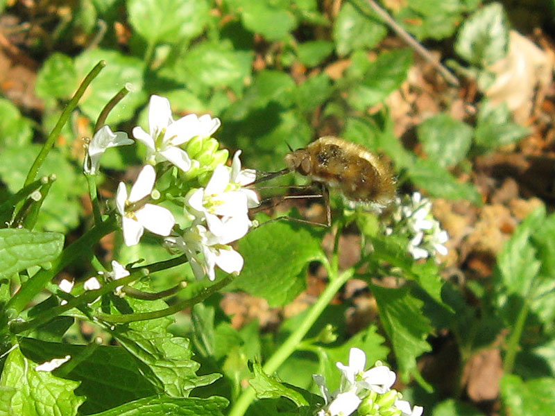 Großer Wollschweber (Large Bee Fly, Bombylius major); Foto: 25.04.2009, Düsseldorf-Ludenberg