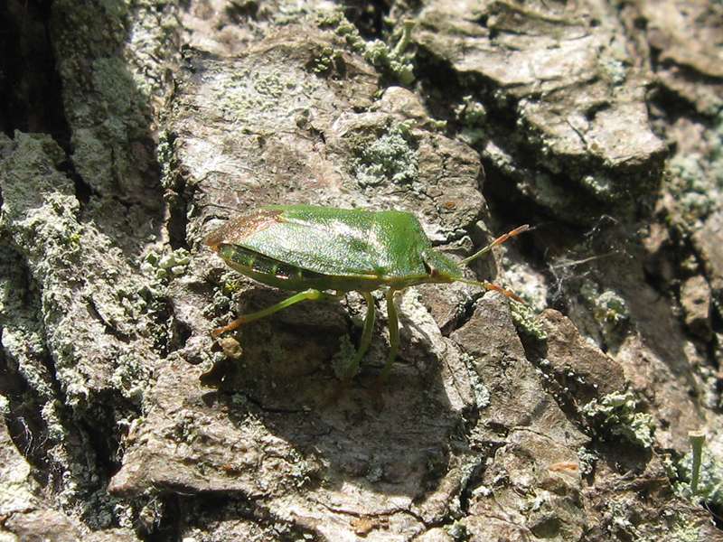 Grüne Stinkwanze (Green Shieldbug, Palomena prasina); Foto: 28.05.2011, Düsseldorf-Gerresheim