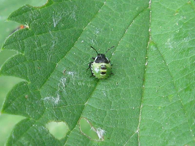 Grüne Stinkwanze, sehr junge Nymphe (Green Shieldbug, Palomena prasina); Foto: 04.06.2011, Düsseldorf-Garath