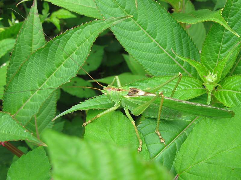 Männliches Grünes Heupferd (Great Green Bush-cricket, Tettigonia viridissima); Foto: 01.08.2010, Düsseldorf-Ludenberg