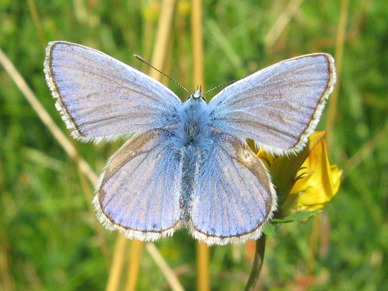 Männlicher Hauhechel-Bläuling (Common Blue, Polyommatus icarus); Foto: 01.08.2010, Düsseldorf-Ludenberg