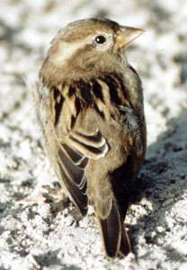 Weiblicher Haussperling (House Sparrow, Passer domesticus); Foto: Oktober 2001, Ortschaft