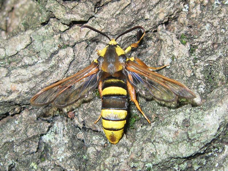 Hornissen-Glasflügler (Hornet Moth, Sesia apiformis); Foto: 05.06.2010, Düsseldorf-Düsseltal