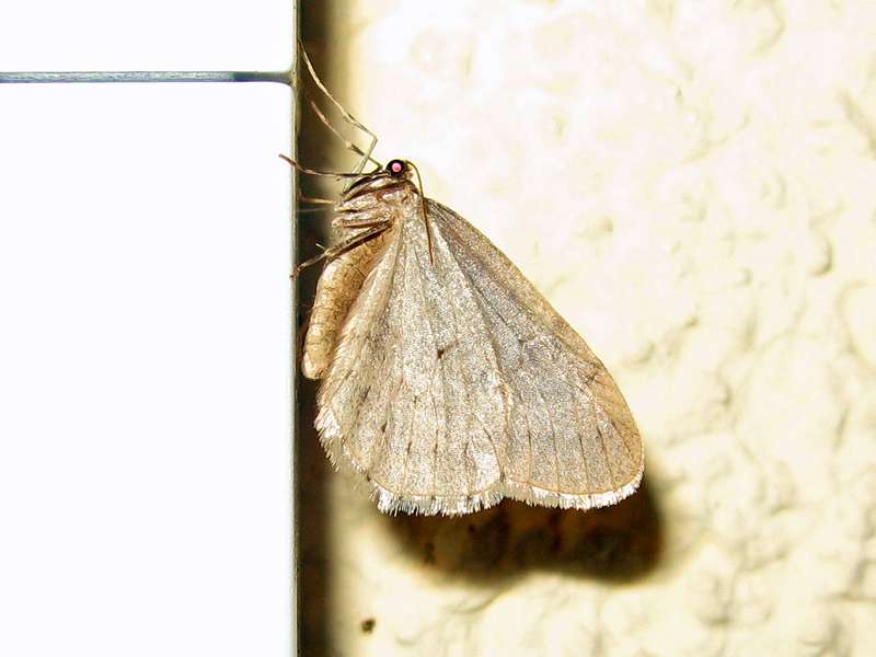 Männlicher Kleiner Frostspanner (Winter Moth, Operophtera brumata); Foto: 17.11.2010, Düsseldorf-Grafenberg