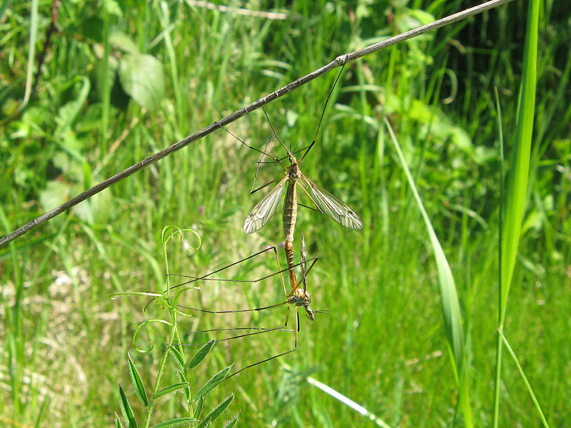 Schnaken (Cranefly, Tipula sp.) bei der Paarung; Foto: 10.05.2008, Düsseldorf-Kaiserswerth
