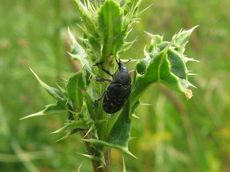 Kratzdistelrüssler (Thistle Bud Weevil, Larinus turbinatus); Foto: 12.07.2011, Düsseldorf-Kaiserswerth