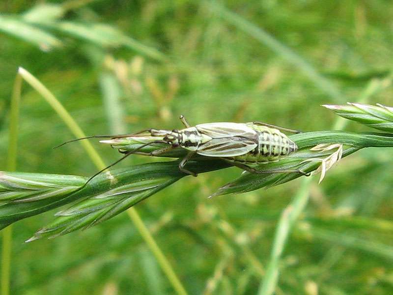 Weibliche Langhaarige Dolchwanze (Meadow Plant Bug, Leptopterna dolabrata); Foto: 15.06.2008, Düsseldorf-Ludenberg