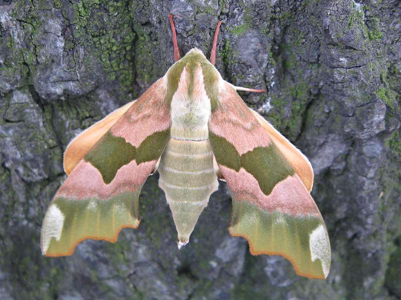 Lindenschwärmer (Lime Hawk-moth, Mimas tiliae), Weibchen; Foto: 09.06.2009, Düsseldorf-Flingern