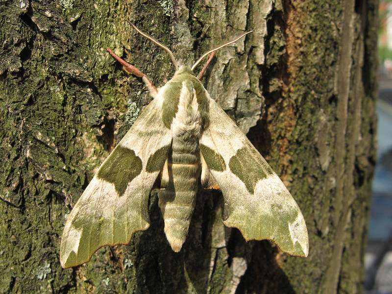 Lindenschwärmer (Lime Hawk-moth, Mimas tiliae), Männchen; Foto: 26.04.2010, Düsseldorf-Düsseltal
