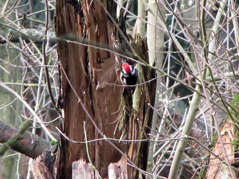 Mittelspecht (Middle Spotted Woodpecker, Dendrocopos medius); Foto: 12.02.2011, Düsseldorf-Gerresheim