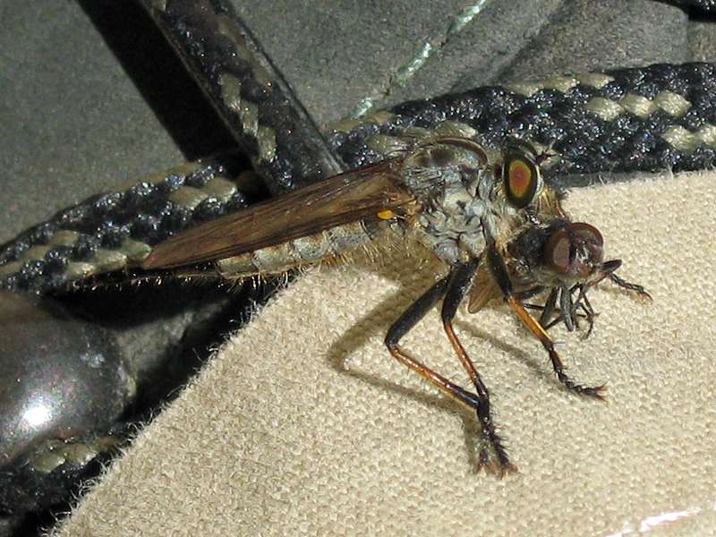 Weiblicher Strauchdieb mit Beute (Robber Fly, Neoitamus sp.); Foto: 20.06.2009, Elmpt, Niederkrüchten