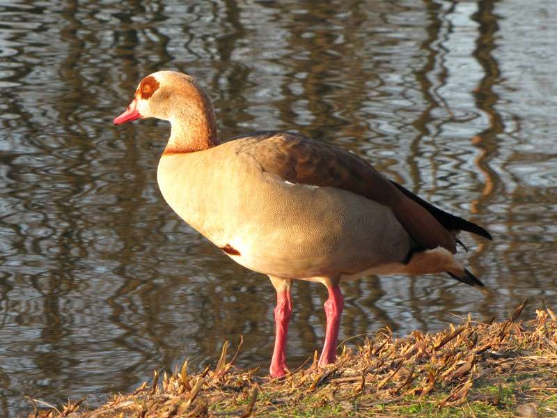 Nilgans (Egyptian Goose, Alopochen aegyptiaca); Foto: 23.03.2011, Düsseldorf-Düsseltal