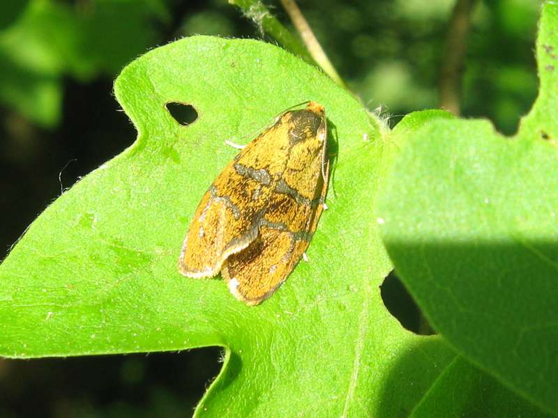 Schein-Prachtwickler (Leche's Twist Moth, Ptycholoma lecheana); Foto: 08.05.2011, Düsseldorf-Ludenberg