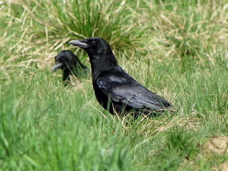 Rabenkrähe (Carrion Crow, Corvus corone); Foto: 09.04.2011, Düsseldorf-Ludenberg