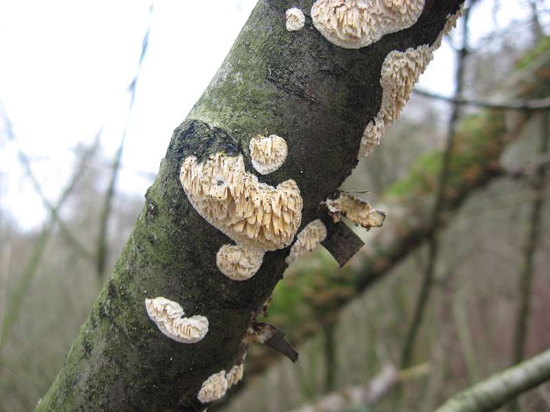 Kreisförmiger Reibeisen-Rindenpilz (Toothed Crust Fungus, Hyphoderma radula); Foto: 20.02.2011, Düsseldorf-Ludenberg