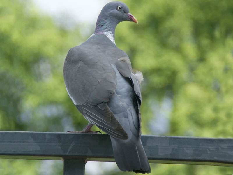Ringeltaube (Wood Pigeon, Columba palumbus); Foto: 28.06.2009, Düsseldorf-Grafenberg