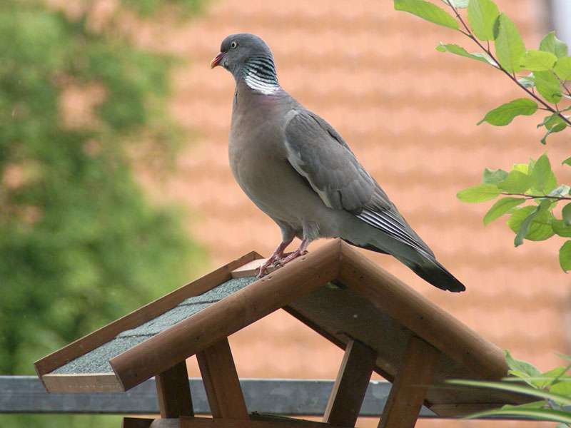 Ringeltaube (Wood Pigeon, Columba palumbus); Foto: 07.06.2009, Düsseldorf-Grafenberg